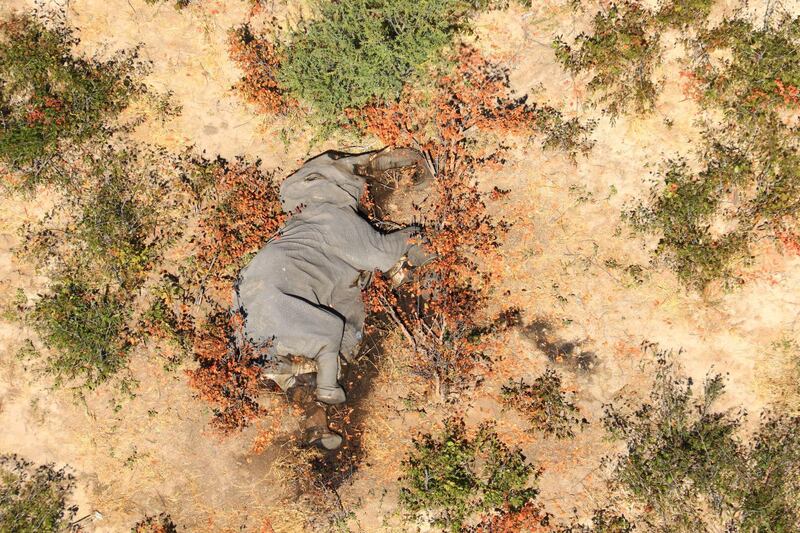 This image provided courtesy of the National Park Rescue charity shows the carcass of one of the many elephants which have died mysteriously in the Okavango Delta in Botswana.  Hundreds of elephants have died mysteriously in Botswana's famed Okavango Delta, the wildlife department said, ruling out poaching as the tusks were found intact. The landlocked southern African country has the world's largest elephant population, estimated to be around 130,000. AFP