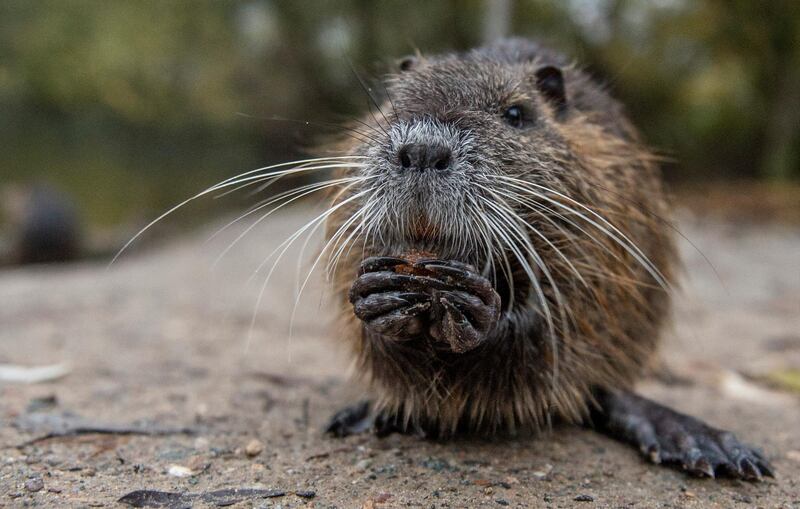 A young nutria rat at the Moenchbruch nature reserve in in Kelsterbach near Frankfurt am Main. AFP