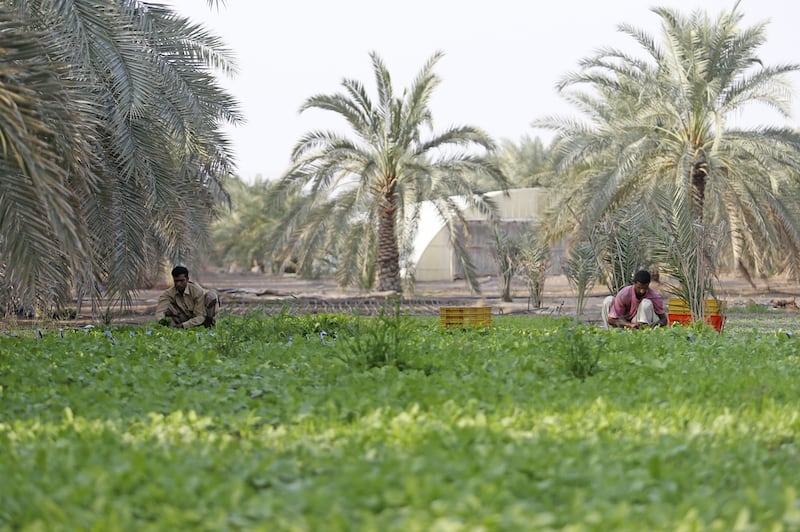 An Emirati farm in Al Dhaid, Sharjah. The country's 20,000 farms produce an excess of dates, which is bought up by the government to support farmers. A new online marketplace should help to cut down on that waste. Sarah Dea / The National