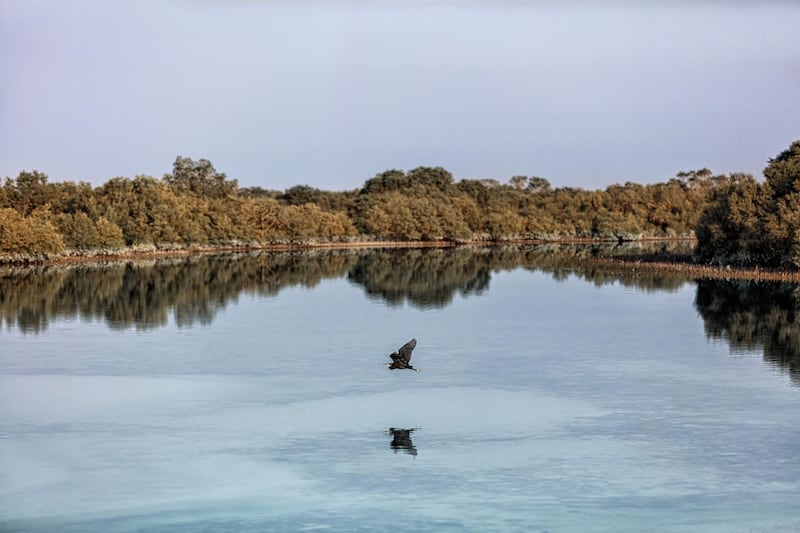 The sun and the purity of the water create a mirror-like reflection in Jubail Island, a few minutes away from Abu Dhabi.