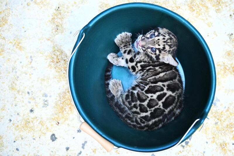 A clouded leopard cub is pictured in a bucket during a medical exam at the Mulhouse zoo, eastern France. Seabstien Bozon/AFP