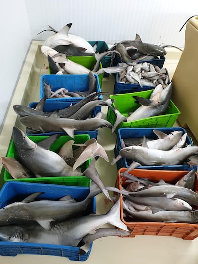 The seized fish include black-tip reef sharks, caught during a seasonal fishing ban, and juvenile sheri. Courtesy Ministry of Climate Change and the Environment