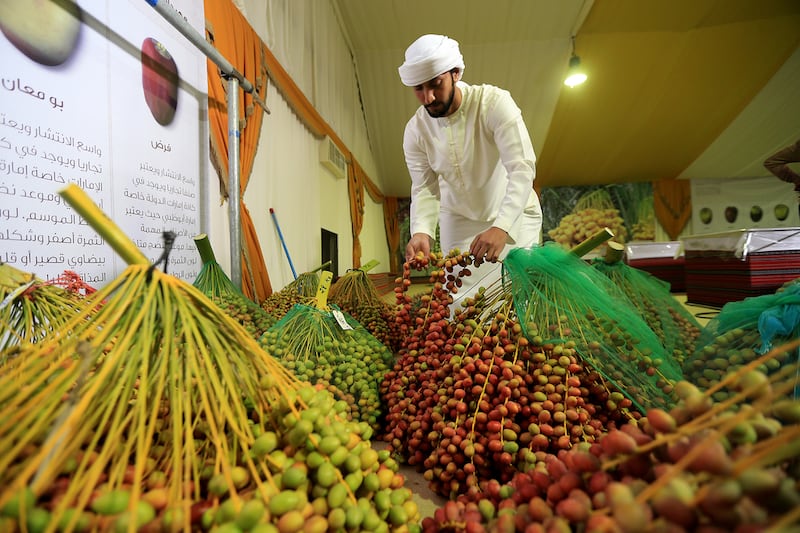 Abdullah Al Mazrouei inspects bunches of dates ahead of judging on the opening day of the Liwa Date Festival. Ravindranath K / The National