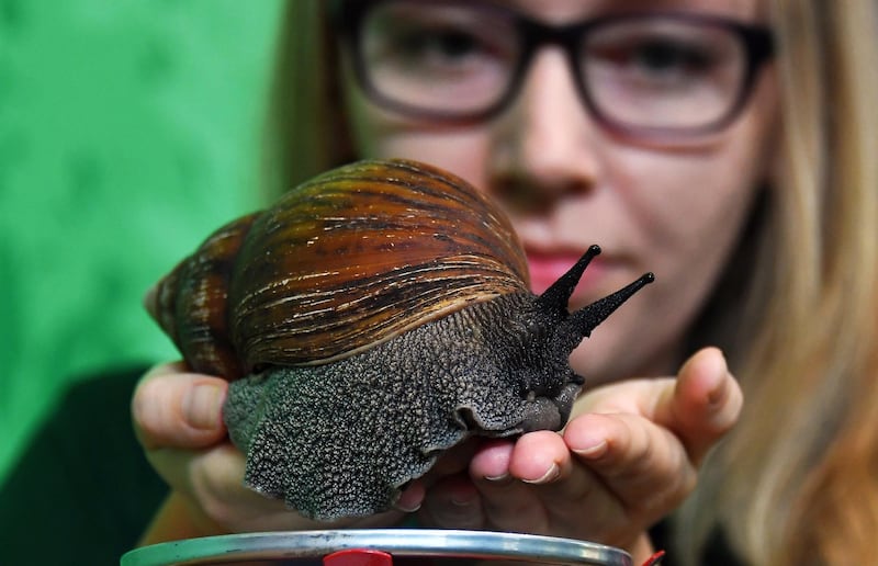 An African giant land snail is weighed. EPA