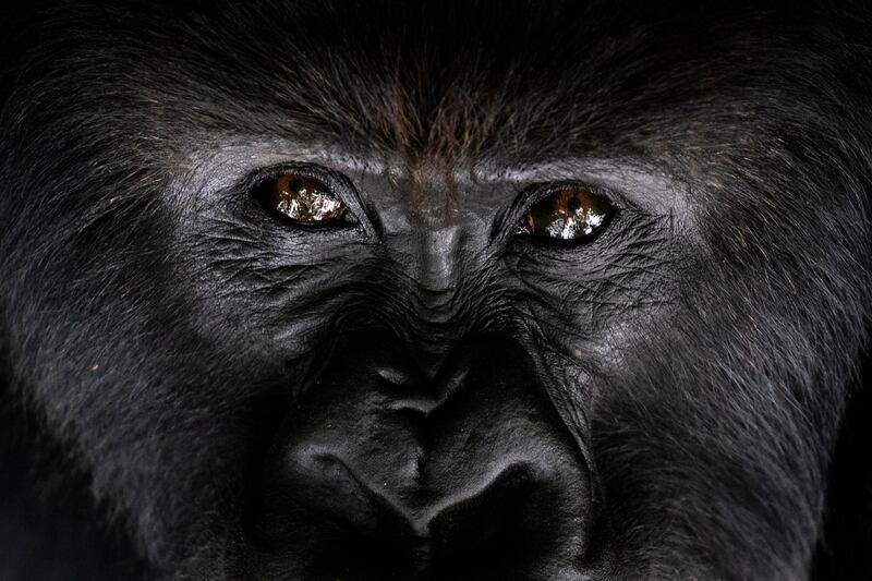 A silverback mountain gorilla named Segasira looks up in the Volcanoes National Park, Rwanda. AP Photo