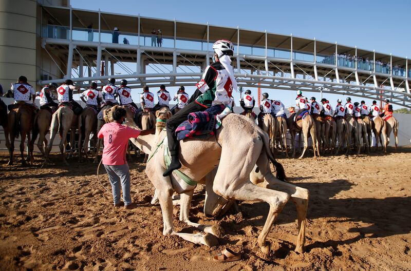 Some camels needed a little persuading to join the starting line.