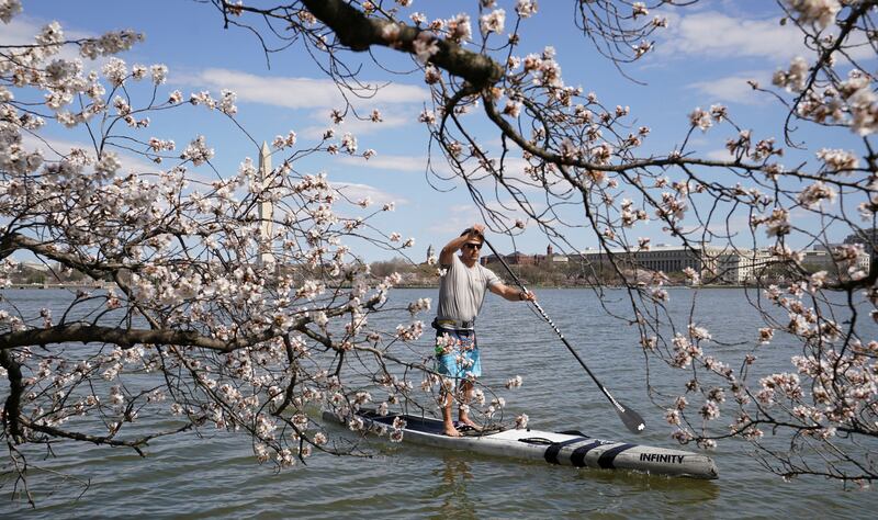 A man paddles past cherry blossoms which have reached their peak bloom, along the Tidal Basin in Washington. Reuters