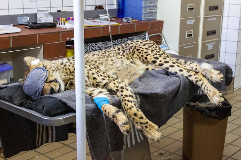 A Namibian cheetah is prepared for the journey to India at the CCF Centre in Otjiwarongo, Namibia. 