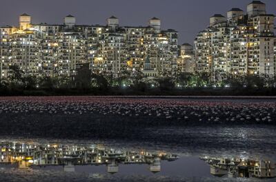 epaselect epa08428671 Colonies of flamingos crowd the muddy area in Navi Mumbai, India 17 May 2020. Migratory birds arrive in the winter season from different parts of India and neighboring countries and are usually leaving the region again in the spring months.  EPA/DIVYAKANT SOLANKI