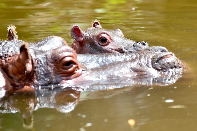 A newly born female hippopotamus named Bulma is pictured with her mother at the zoological park of Amneville.  AFP