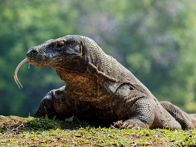 The Komodo dragon is a species of lizard found in the Indonesian islands of Komodo, Rinca, Flores, Gili Motang and Padar. Getty Images