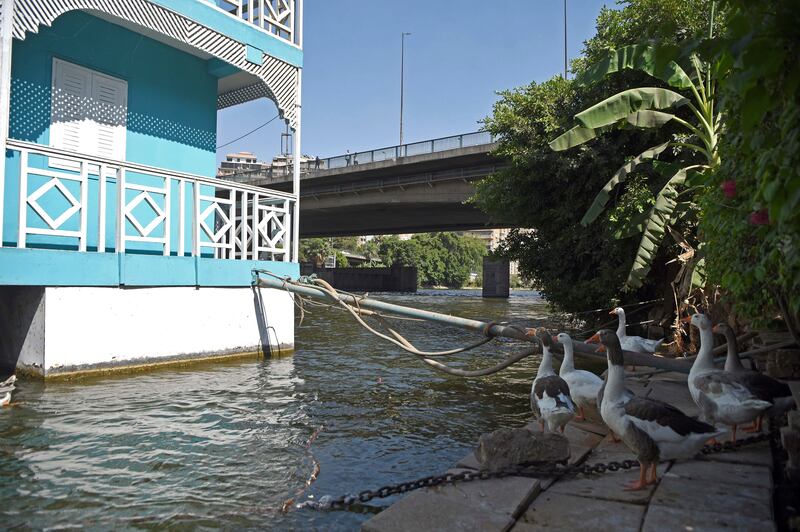 Geese raised by Ms Helmy stand next to her houseboat. She faces eviction and her boat being moved or demolished.  
