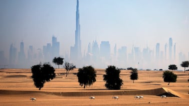 Arabian oryx antelopes are pictured in the UAE desert with the Dubai skyline in the background. AFP