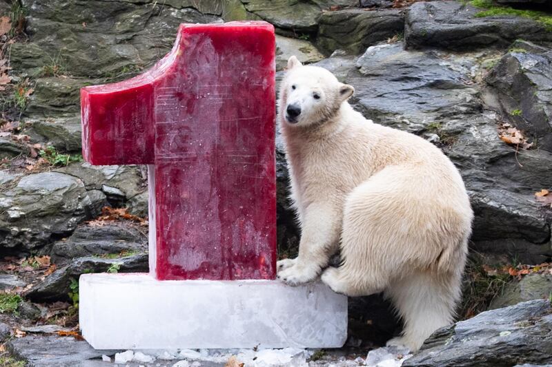 Polar bear Hertha plays with ice during Hertha's first birthday event at the zoo Tierpark Berlin, in Berlin, Germany. Hertha was born on 01 December 2018 and has been named Hertha after the capital's football club Hertha BSC.  EPA