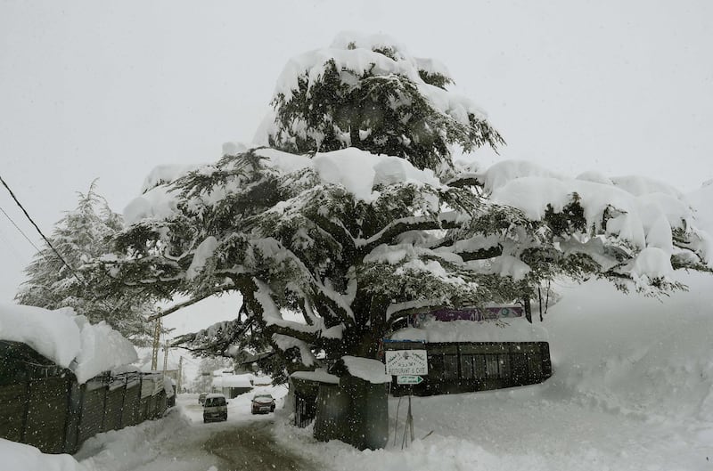 Snow falls on the cedar forest reserve also known as the Cedars of God, near the town of Bcharre in Mount Lebanon. AFP
