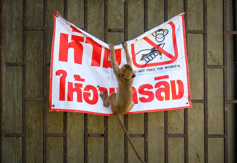 A longtail macaque tears down a poster reading "Don't feed the monkeys" in the town of Lopburi. AFP
