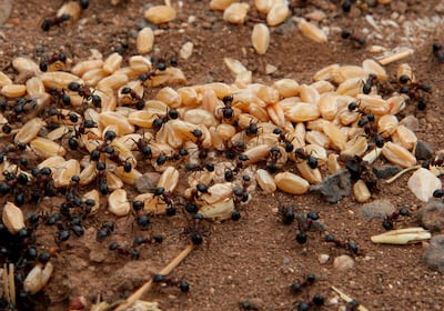 Ants carry grains of wheat in a field in Assanamein, Syria. Reuters