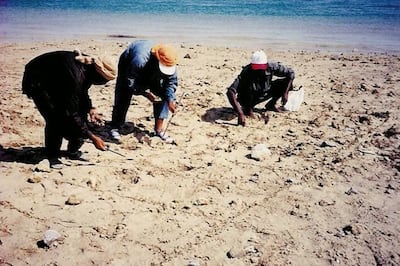 Thousands of workers were employed by the Public Works Department to plant mangrove seeds along the Abu Dhabi coast in the late 1990s. Photo: Dr Ronald Loughland