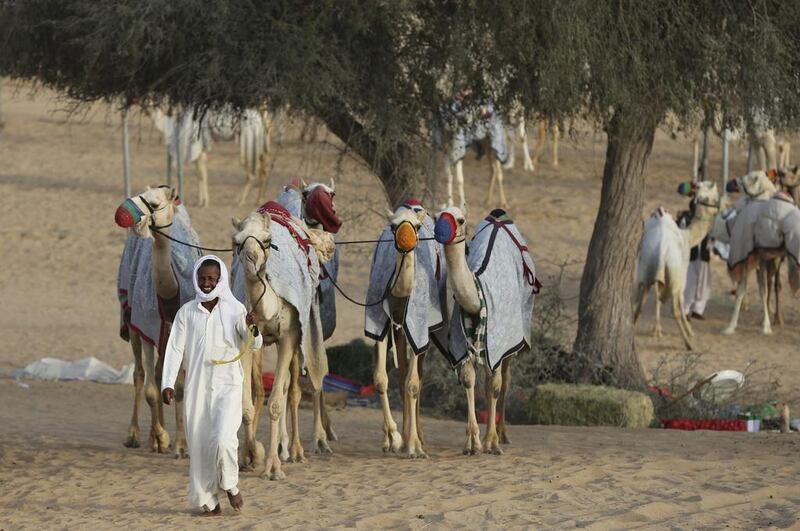 A keeper walks camels to the Al Marmoom Camel Racetrack, in Al Lisaili about 40km south-east of Dubai.