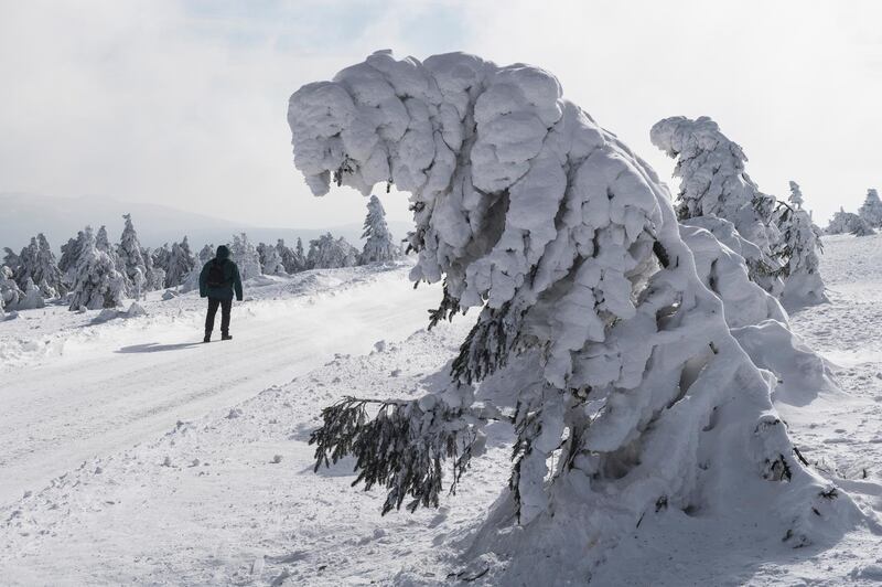 A hiker passes by a snow-covered tree on Brocken mountain in the Harz region, near Schierke, Germany. Swen Pfoertner / dpa via AP