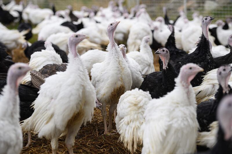 Traditional old breed Bronze and White turkeys are reared on 'Eastfield Turkeys' farm in the village of Oxspring, near Sheffield.  AFP