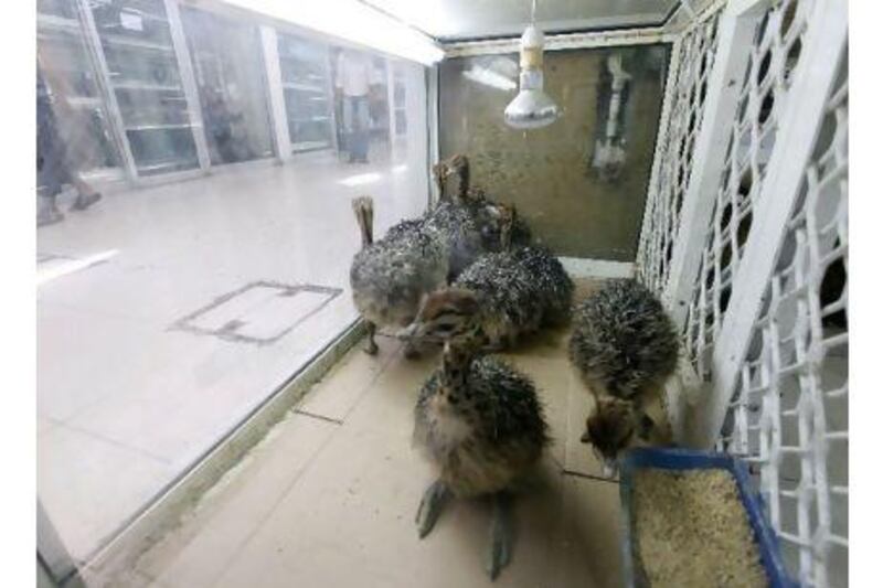 Exotic animals such as these young ostriches are found in the shops of Sharjah's Animal and Bird Souq. A reader says that banning the sale of protected species is meaningless unless the law is enforced. Jeffrey E Biteng / The National