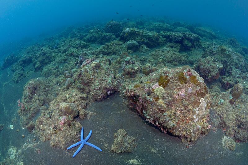 A starfish crawls along coral reefs damaged from years of dynamite fishing, in Bali, Indonesia. Cyanide fishing has also been common in the area.  AP