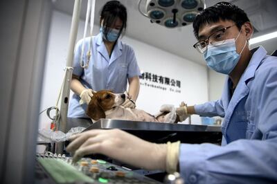 This photo taken on September 2, 2019 shows laboratory personnel checking a surrogate mother dog with an ultrasound machine at the Chinese company Sinogene, a pet cloning outfit which has cloned more than 40 pet dogs since 2017, in Beijing. - To clone a dog costs a hefty 380,000 yuan (53,000 USD) and 250,000 yuan (35,000 USD) for a cat. (Photo by STR / AFP)