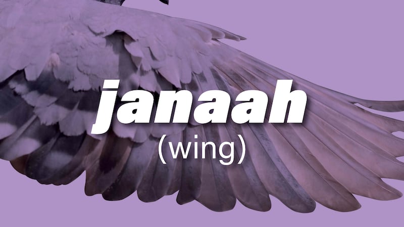 Janaah in Arabic means wing in English
