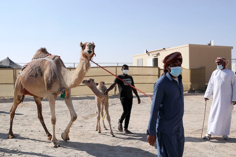 Caretakers walking the camels for milking at Al Dhafra Festival in Madinat Zayed, in the Al Dhafra region of Abu Dhabi. All photos: Khushnum Bhandari / The National