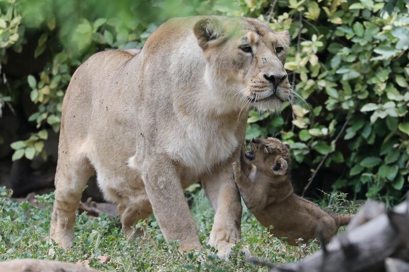 A female Asiatic lion interacts with one of her two six-week-old cubs at the Jerusalem Biblical Zoo in Jerusalem, Israel.  EPA