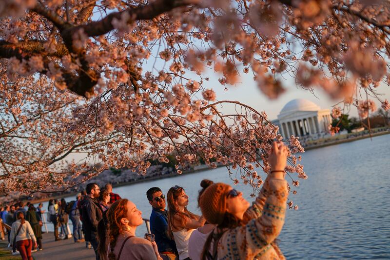 People under the cherry blossom trees watching the sunset as the trees reach their peak bloom in Washington. AP