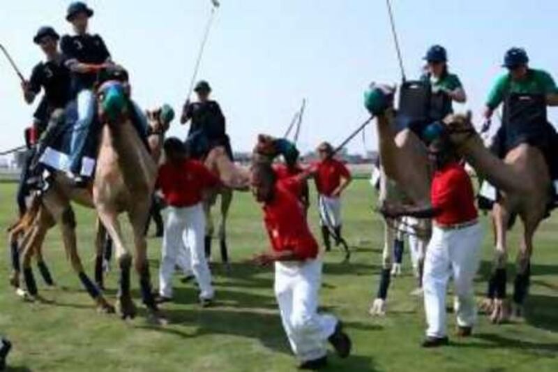 DUBAI-NOVEMBER 12,2008 - Camel polo is launched in Polo and Equestrian at Arabian Ranches in Dubai. Twelve camels,selected for their size and ability have been specially trained for this new version of polo, which was launched by Dnata,a Middle East travel management company. ( Paulo Vecina/The National ) *** Local Caption ***  PV camel polo 14.JPG
