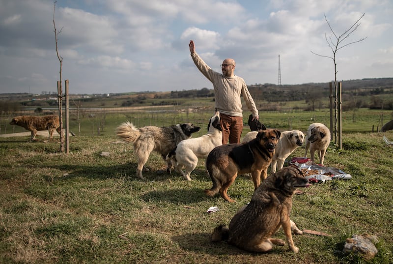 Mert Akkok feeds abandoned dogs in the countryside of the city during the dog feeding event he organized with a call to his followers on his Instagram account in Istanbul, Turkey, 06 February 2022 (issued 17 May 2022).  Mert Akkok lives with 18 dogs, three cats, a blind horse, a donkey and 46 seagulls.  The 48-year-old entrepreneur takes in injured or sick animals in his garden in Istanbul.  At first it was just the dogs, Mert said, "but now I don't know the actual numbers of them. " Sometimes he brought an injured or sick stray dog home when he lived in an apartment in downtown Istanbul.  After a while, as the number of animals increased and he moved to a farm house in a village close to the city.   EPA / ERDEM SAHIN