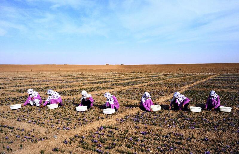 Afghan workers pick saffron flowers on a farm in the Ghoriyan District of Herat.