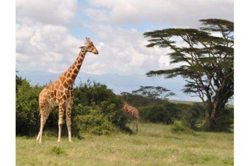 Giraffes in Aberdares National Park. Rosemary Behan / The National