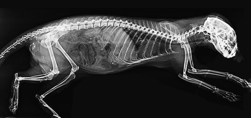 An X-ray of a meerkat in the zoo's care. PA