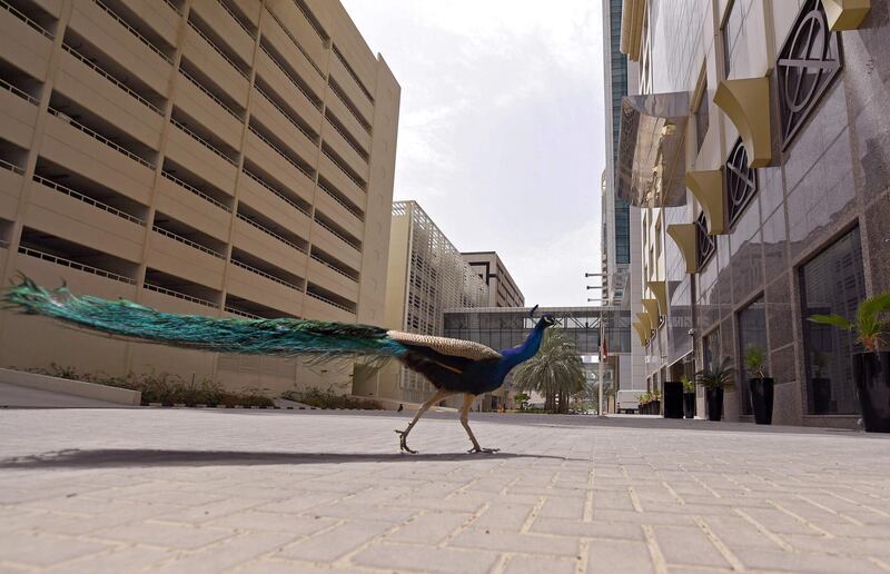 A lone peacock walks along a street in Dubai.   AFP