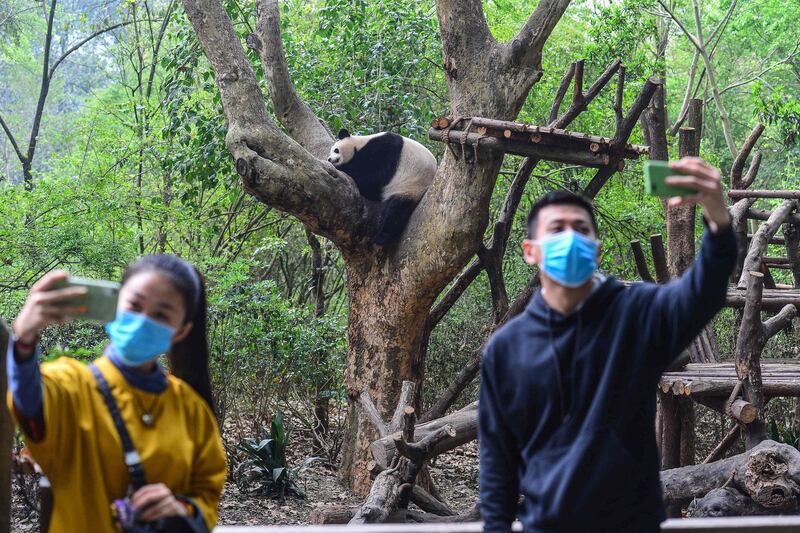 Visitors take selfies at the Chengdu Research Base of Giant Panda Breeding in Chengdu in China's southwestern Sichuan province.  AFP