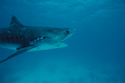 A tiger shark was responsible for the fatal attack in Egypt. Getty