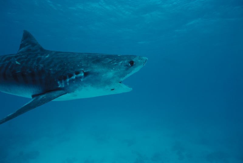 Tiger sharks live in the Gulf, though they are not common. Getty Images