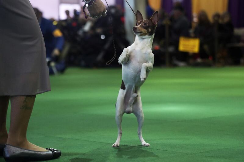 A Toy Fox Terrier breed stands to attention during judging at the 143rd Westminster Kennel Club Dog Show in New York, U.S., February 11, 2019. Photo: Reuters