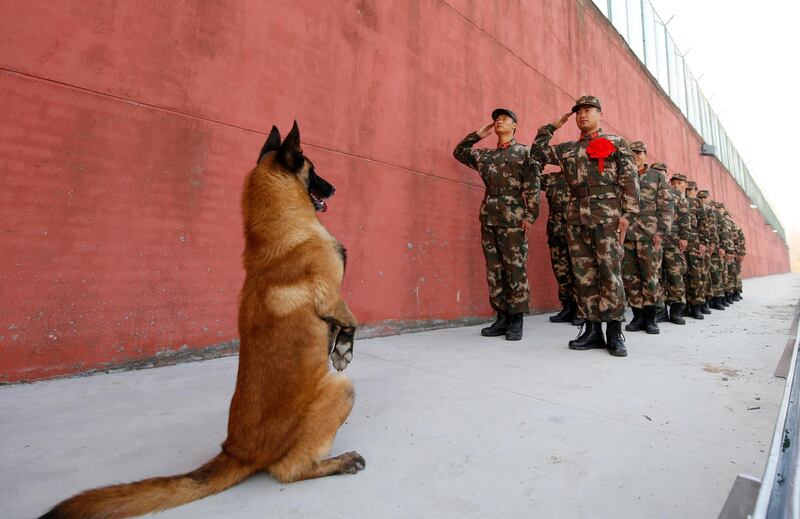 An army dog stands up as retiring soldiers salute their guard post before retirement in Suqian, Jiangsu province, China.  Reuters / Stringer