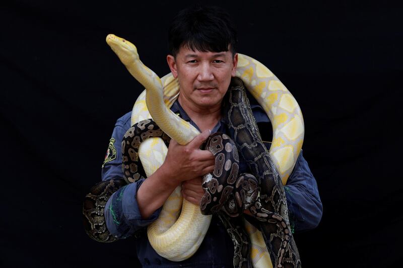 Firefighter Pinyo Pukpinyo, known as 'snake wrangler', poses for a photograph with pythons of which some were caught by him, in Bangkok, Thailand. All photos by Reuters