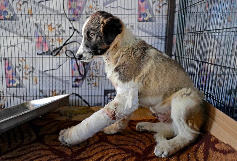 An injured stray dog rests in a cage at the Baghdad Animal Rescue, west of the capital Baghdad, on January 16, 2022.  - Iraq is trying to emerge from almost two decades of conflict and has been mired in a political and economic crisis, and animal welfare is far from a priority either for most people or for the authorities.  More than a decade ago, thousands of stray dogs were gunned down with automatic weapons after municipalities including Baghdad decided that their numbers were too high.  (Photo by AHMAD AL-RUBAYE  /  AFP)