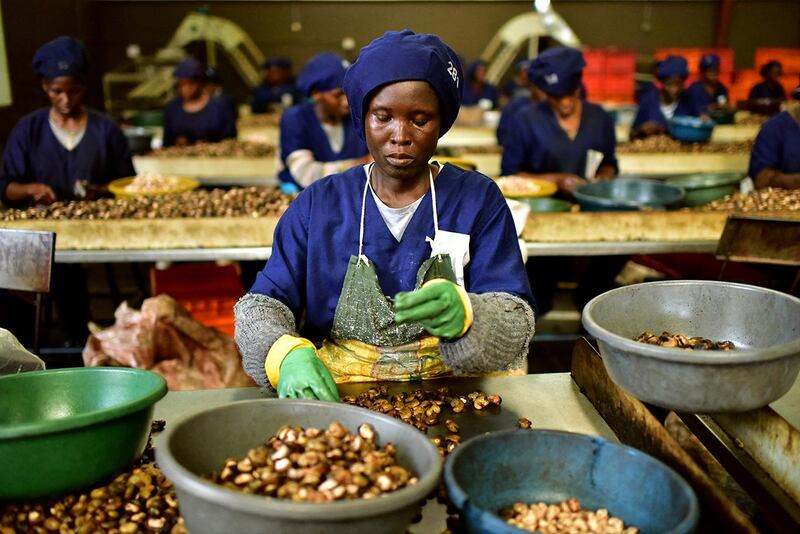 A woman breaks raw cashew nuts at a cashew nuts processing factory in the central Ivorian city of Bouake on May 24, 2018. (Photo by ISSOUF SANOGO / AFP)