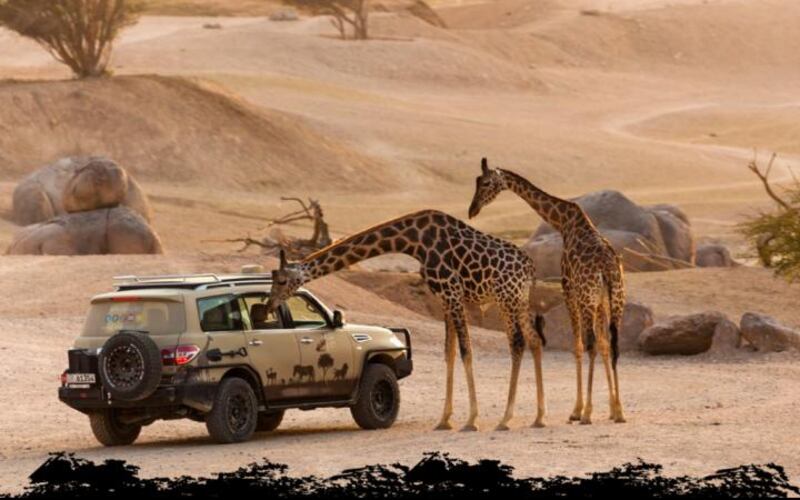 Giraffes peek into a safari car at the Al Ain Zoo. Zoos now face tough regulations for enclosures and animal living conditions. Courtesy Al Ain Zoo