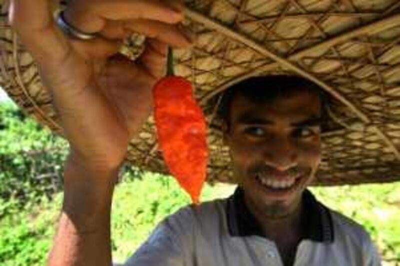 FILE - In this July 4, 2007 file photo, farmer Digonta Saikia shows a "Bhut jolokia" or "ghost chili" pepper plucked from his field in the northeastern Indian state of Assam. After conducting tests, the Indian military has decided to use the thumb-sized world's hottest chili to make tear gas-like hand grenades to immobilize suspects, defense officials said Tuesday, March 23, 2010. (AP Photo/Manish Swarup, File) *** Local Caption ***  TOK107_India_Chili_Grenades.jpg