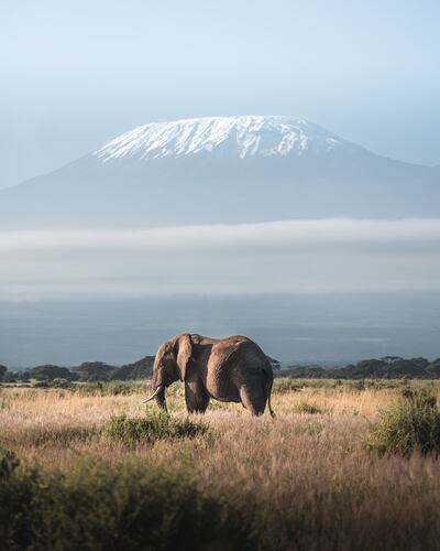 An elephant in front of Kilimanjaro
