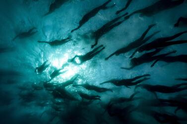 Avoid swimming where fish die-offs, algae and plastic contamination can be seen. AFP 